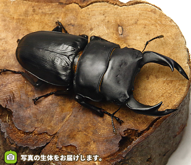 国産オオクワガタ　福岡県久留米市産　販売　通販　専門店　購入