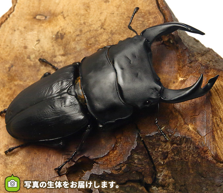 国産オオクワガタ　福岡県久留米市産　販売　通販　専門店　購入