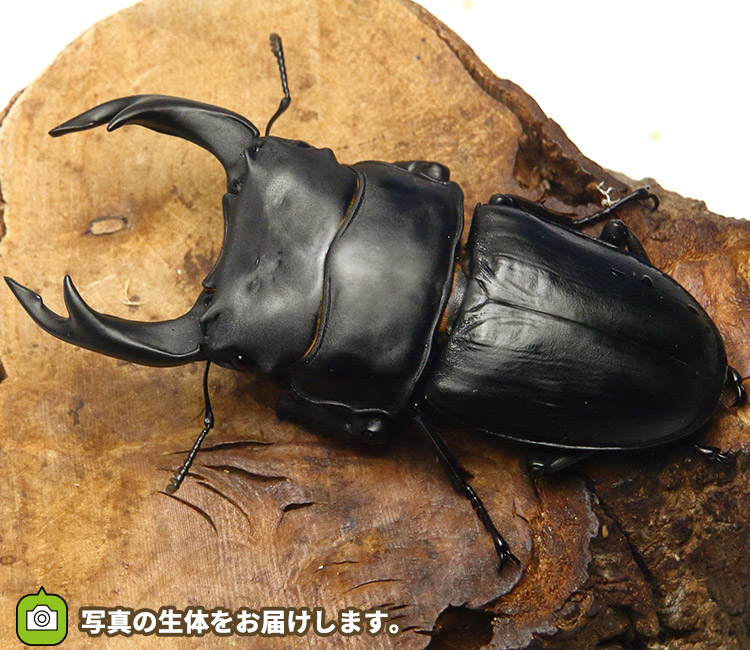 国産オオクワガタ　福岡県久留米市産　販売　通販　専門店　購入