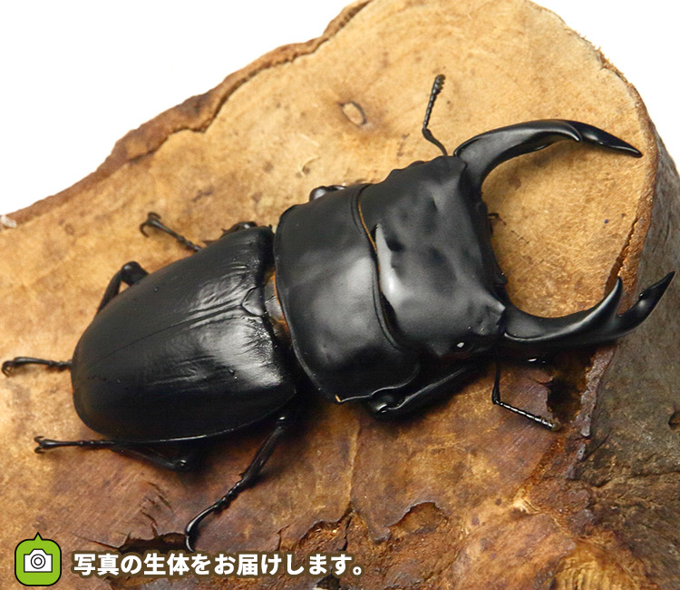 国産オオクワガタ　福岡県久留米市産　販売　通販　専門店　購入