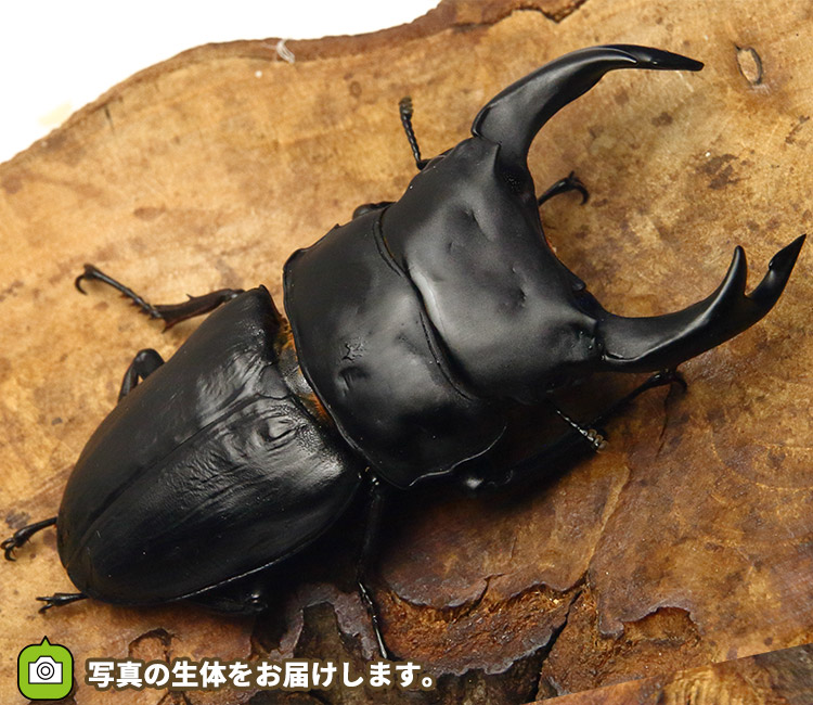 国産オオクワガタ　福岡県久留米市産　販売　通販　専門店　購入