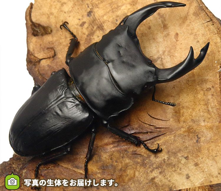 国産オオクワガタ　福岡県久留米市産　販売　通販　専門店　購入