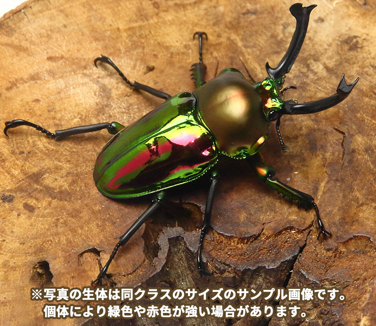 ニジイロクワガタ　販売　通販　専門店　購入