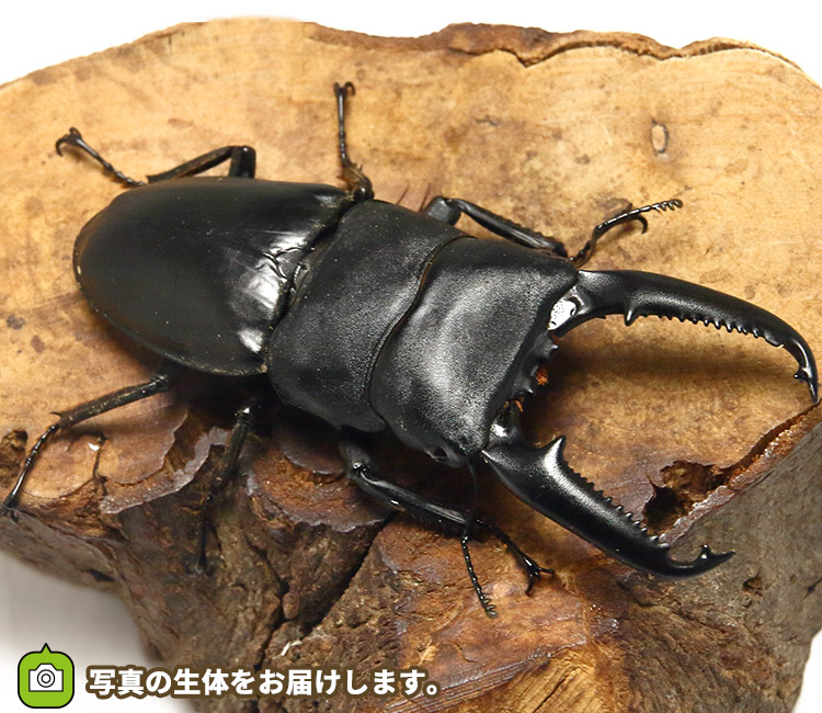 パラワンオオヒラタ　販売　通販　専門店　購入