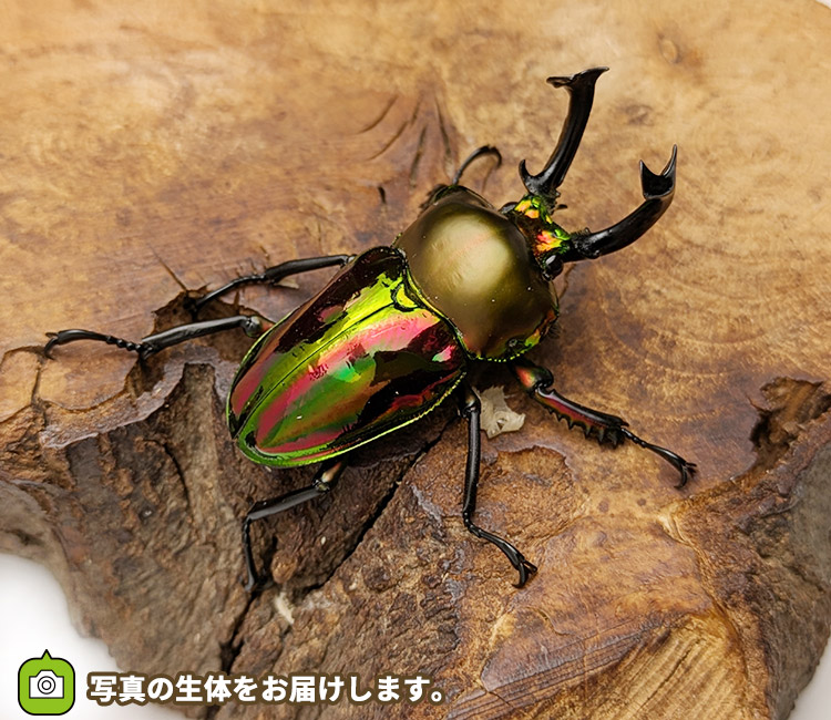 ニジイロクワガタ　販売　通販　専門店　購入