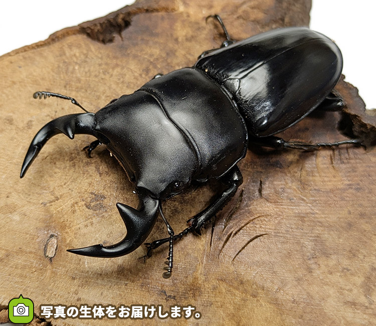 グランディスオオクワガタ　インド・マニプール産　販売　通販　専門店　購入