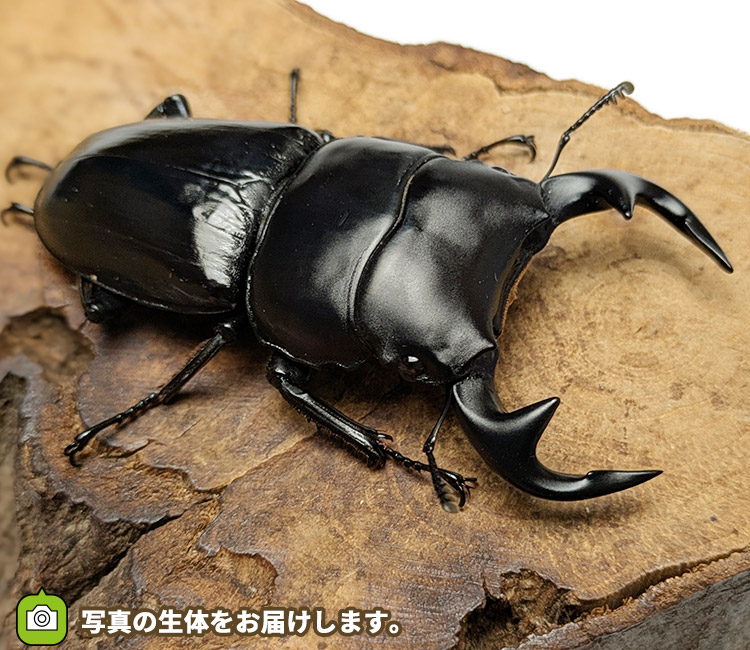 グランディスオオクワガタ　インド・マニプール産　販売　通販　専門店　購入