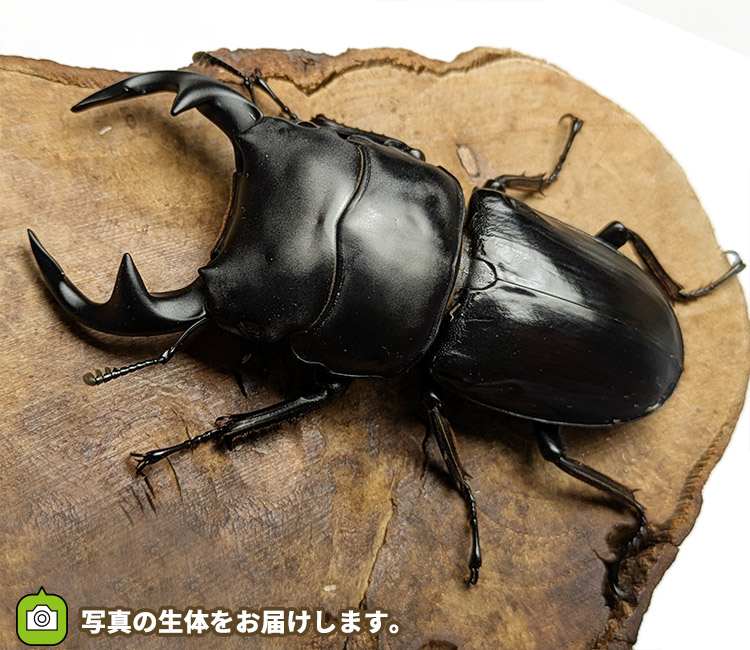 グランディスオオクワガタ　インド・マニプール産　販売　通販　専門店　購入