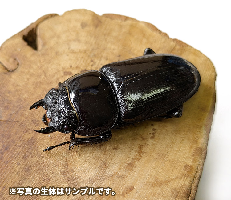 グランディスオオクワガタ　インド・マニプール産　販売　通販　専門店　購入