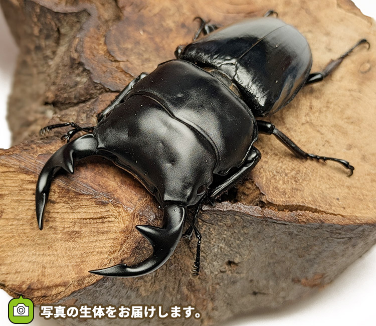 グランディスオオクワガタ　インド・マニプール産　販売　通販　専門店　購入