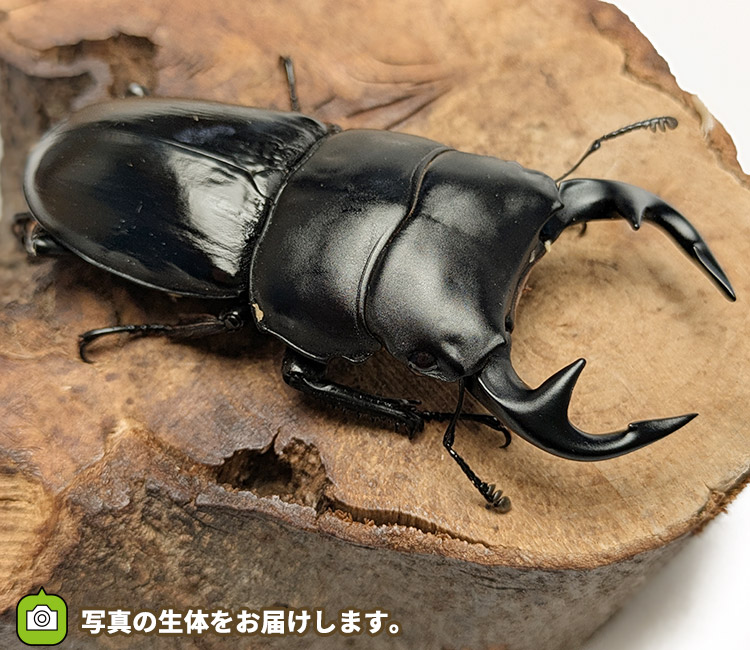 グランディスオオクワガタ　インド・マニプール産　販売　通販　専門店　購入