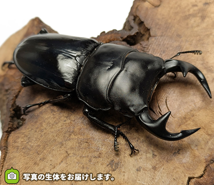 グランディスオオクワガタ　インド・マニプール産　販売　通販　専門店　購入