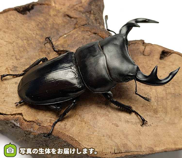 グランディスオオクワガタ　インド・マニプール産　販売　通販　専門店　購入