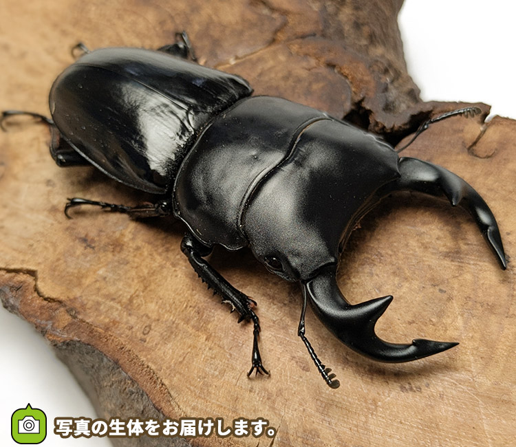 グランディスオオクワガタ　インド・マニプール産　販売　通販　専門店　購入