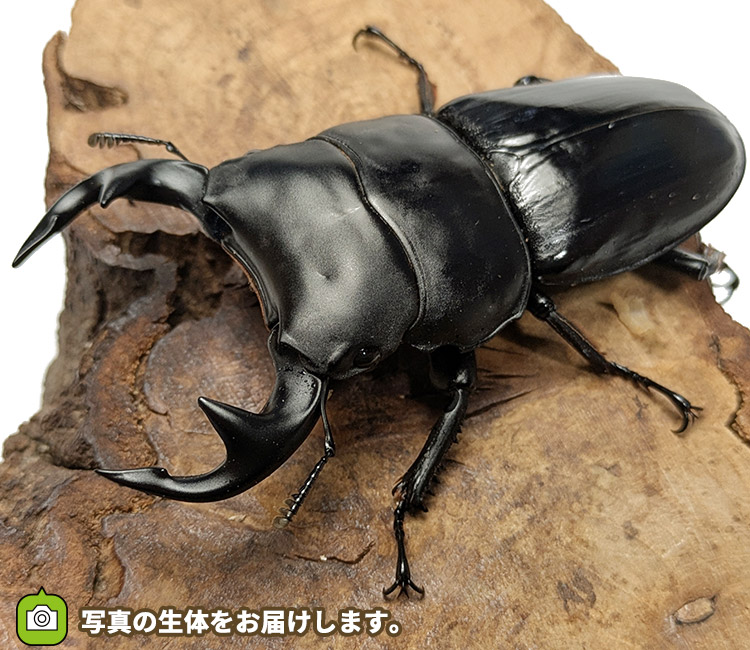 グランディスオオクワガタ　インド・マニプール産　販売　通販　専門店　購入