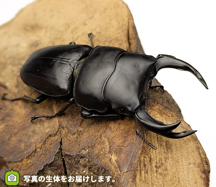 国産オオクワガタ　福島県伊南村産　販売　通販　専門店　購入