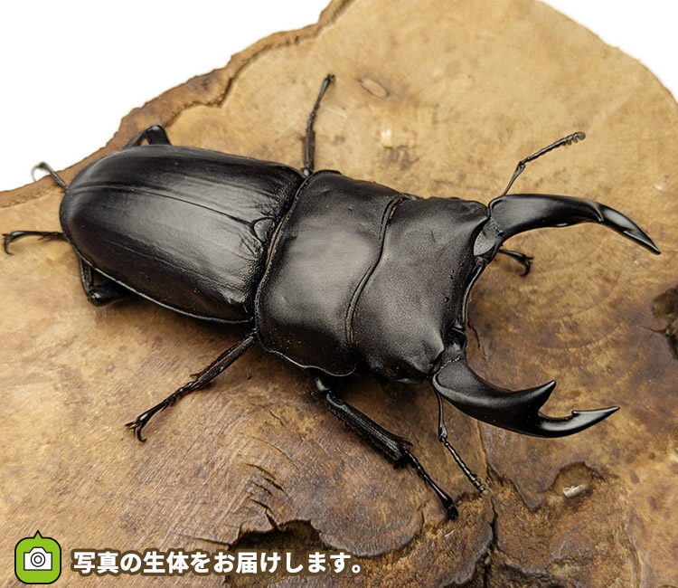 国産オオクワガタ　福島県伊南村産　販売　通販　専門店　購入