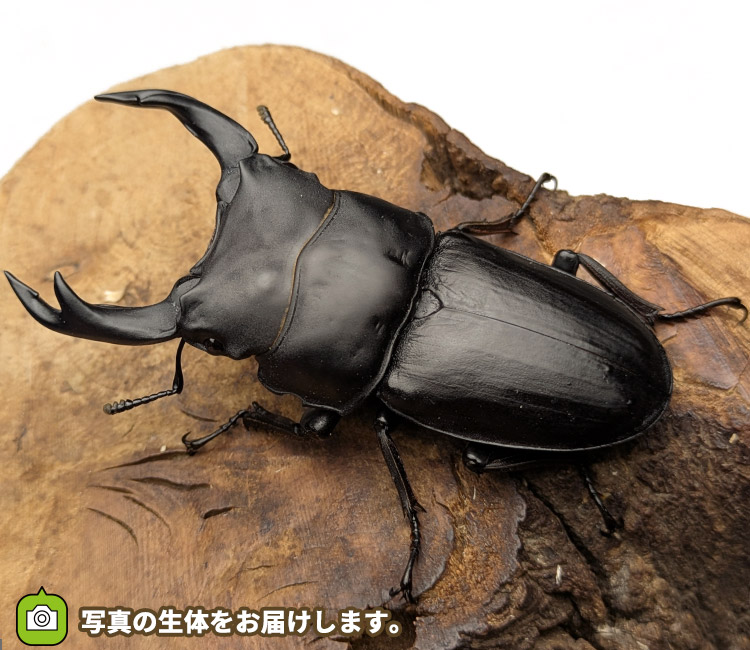 国産オオクワガタ　福島県伊南村産　販売　通販　専門店　購入