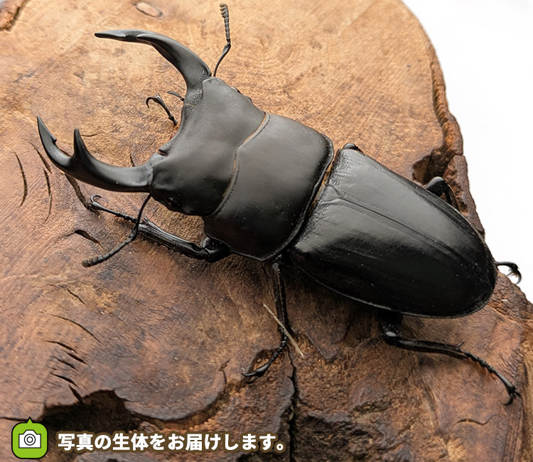 国産オオクワガタ　新潟県柏崎市産　販売　通販　専門店　購入