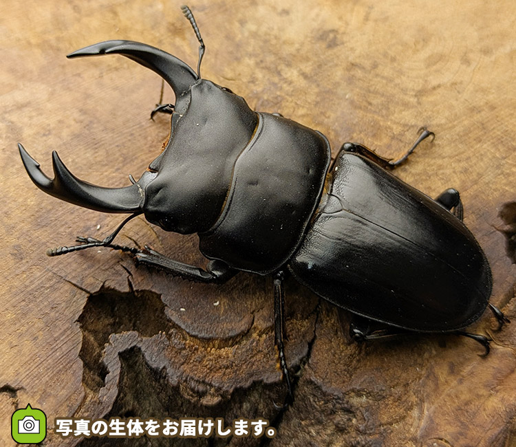 国産オオクワガタ　新潟県柏崎市産　販売　通販　専門店　購入