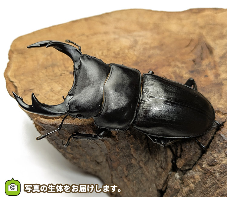 国産オオクワガタ　宮城県栗原市産　販売　通販　専門店　購入