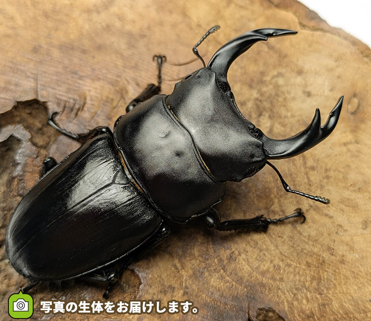 国産オオクワガタ　宮城県栗原市産　販売　通販　専門店　購入