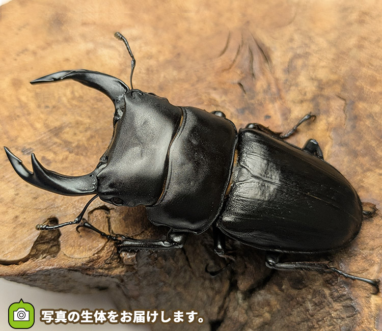 国産オオクワガタ　宮城県栗原市産　販売　通販　専門店　購入