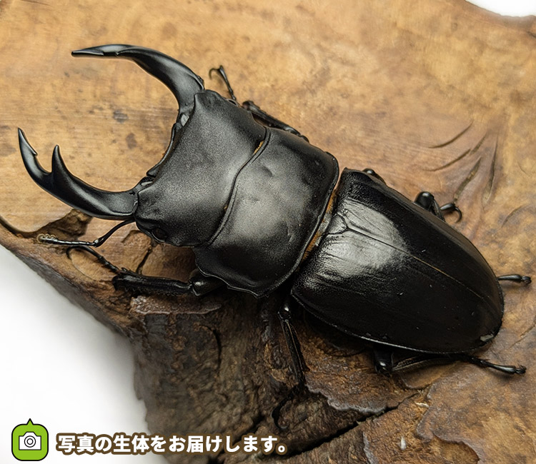 国産オオクワガタ　宮城県栗原市産　販売　通販　専門店　購入