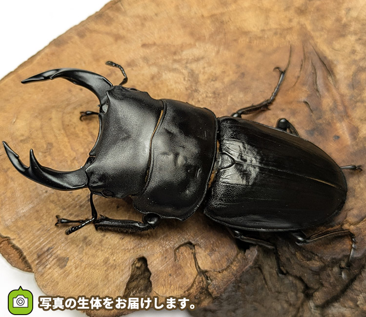 国産オオクワガタ　宮城県栗原市産　販売　通販　専門店　購入