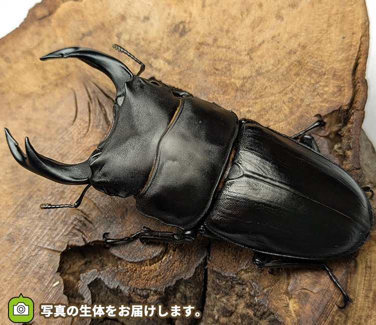 国産オオクワガタ　宮城県栗原市産　販売　通販　専門店　購入