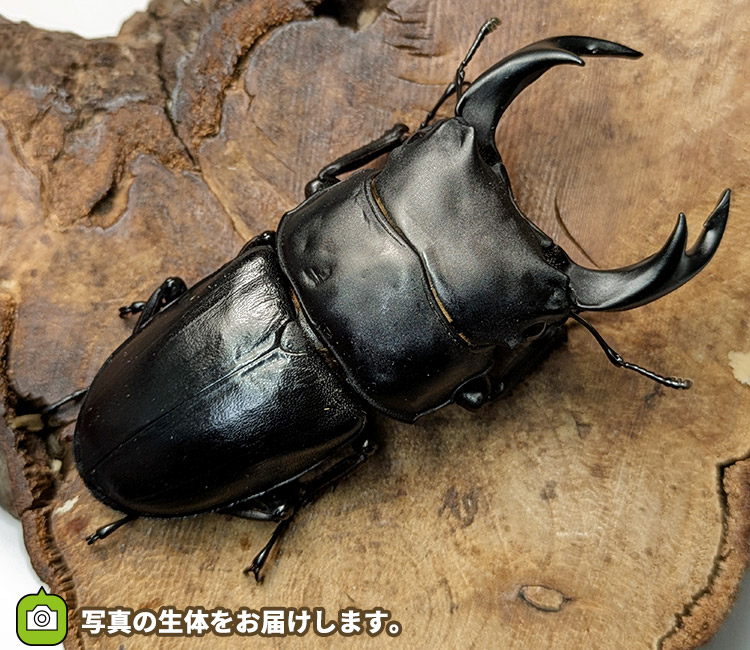 国産オオクワガタ　販売　通販　専門店　購入