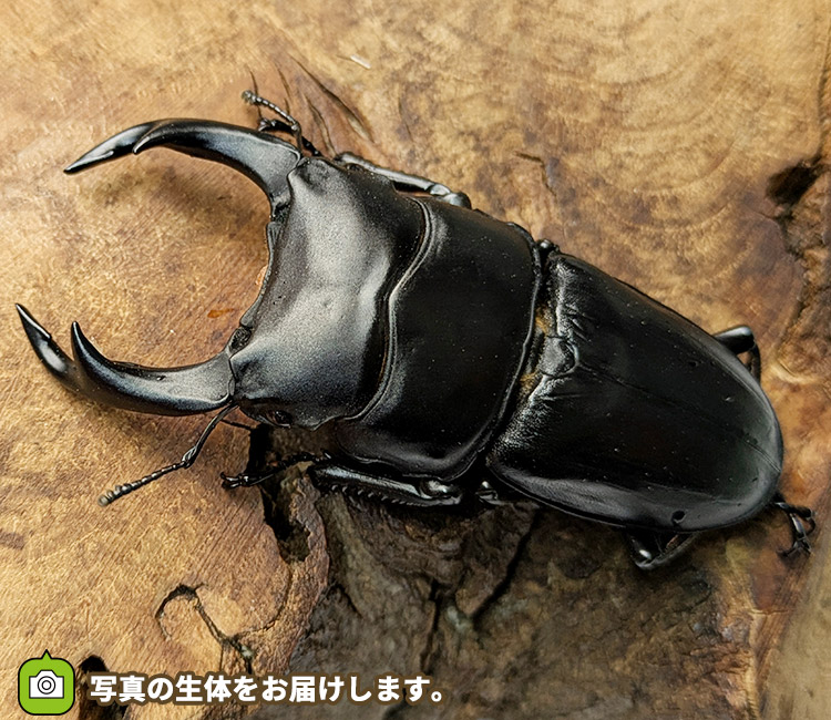 国産オオクワガタ　販売　通販　専門店　購入