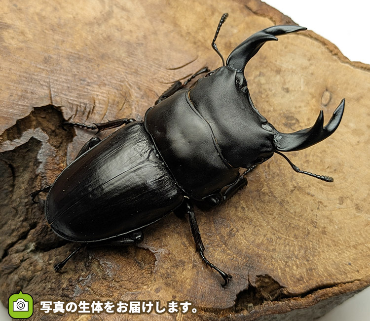 国産オオクワガタ　長野県産　販売　通販　専門店　購入