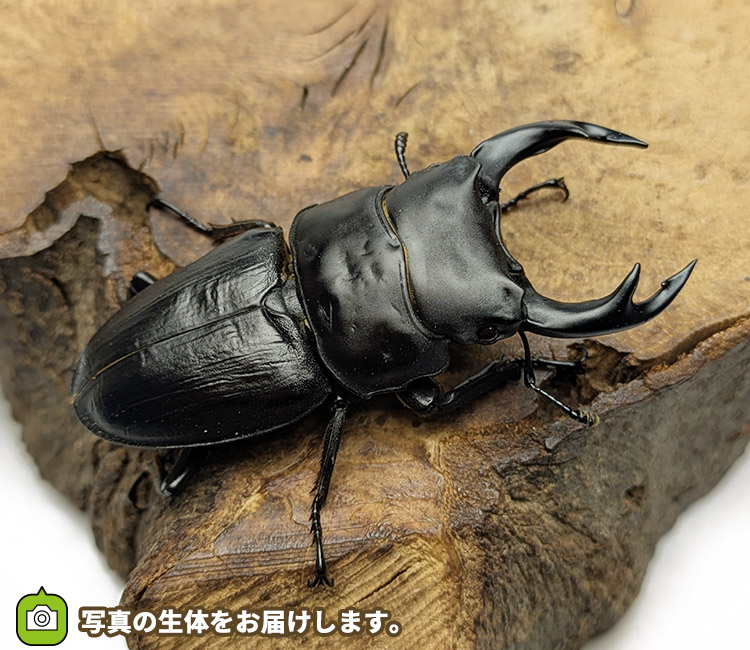 国産オオクワガタ　新潟県中魚沼郡産　販売　通販　専門店　購入