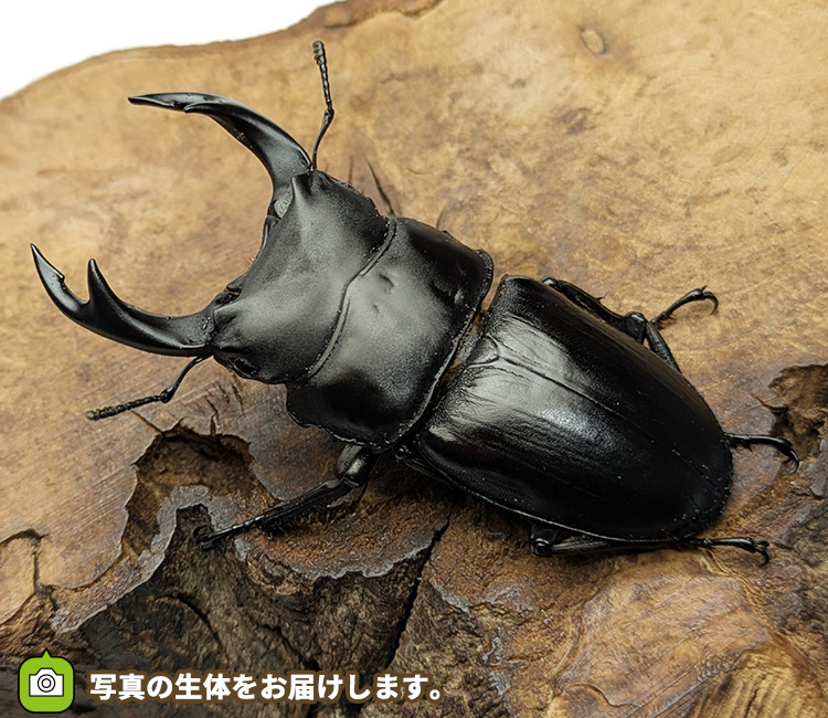 国産オオクワガタ　新潟県中魚沼郡産　販売　通販　専門店　購入