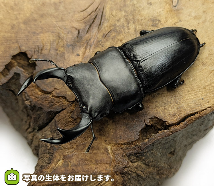 国産オオクワガタ　新潟県中魚沼郡産　販売　通販　専門店　購入