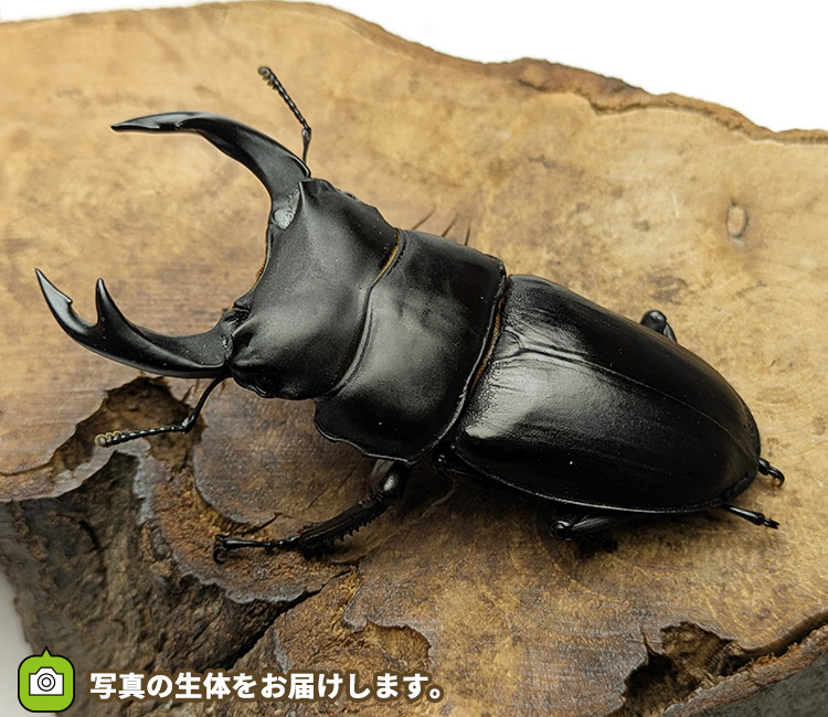 国産オオクワガタ　新潟県中魚沼郡産　販売　通販　専門店　購入