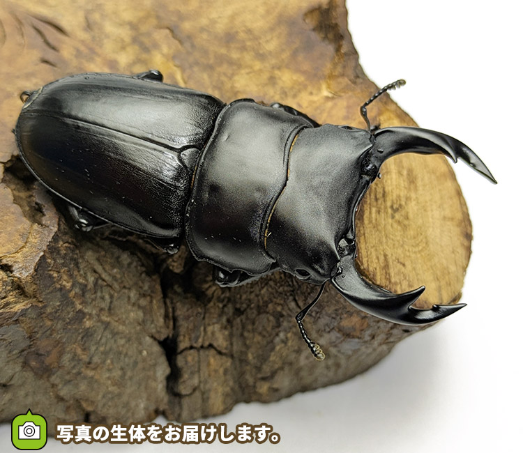 国産オオクワガタ　新潟県中魚沼郡産　販売　通販　専門店　購入