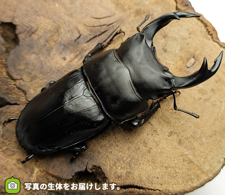 国産オオクワガタ　新潟県中魚沼郡産　販売　通販　専門店　購入