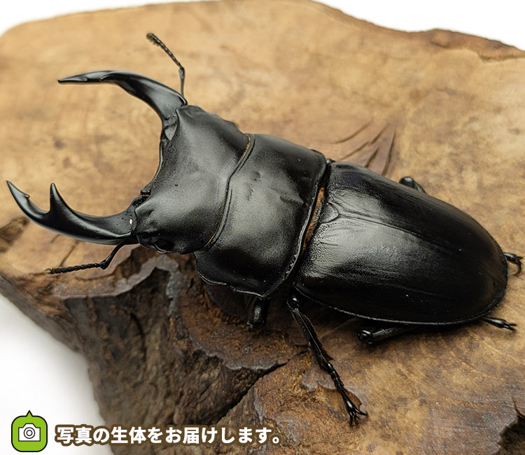 国産オオクワガタ　新潟県中魚沼郡産　販売　通販　専門店　購入