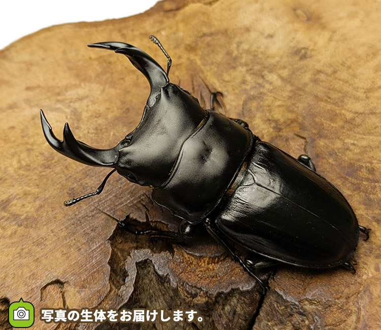 国産オオクワガタ　山形県小国町産　販売　通販　専門店　購入