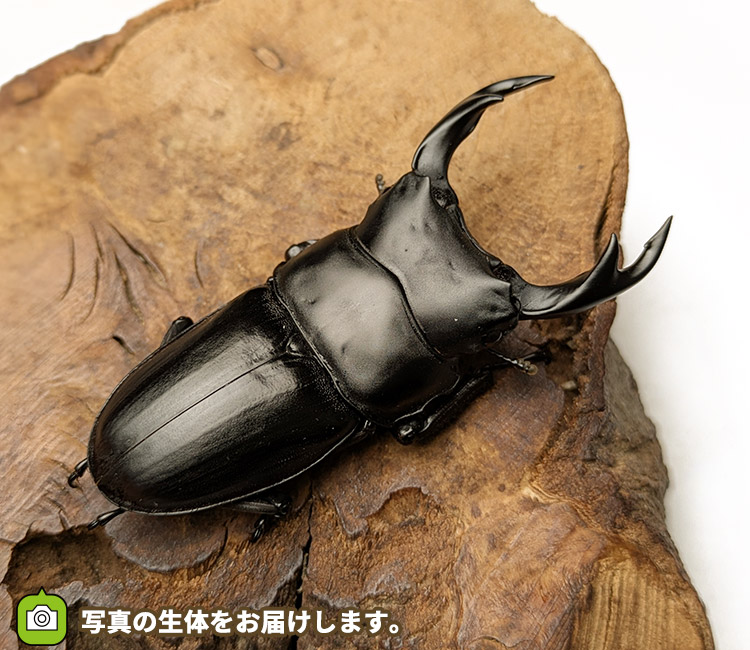 国産オオクワガタ　山形県小国町産　販売　通販　専門店　購入