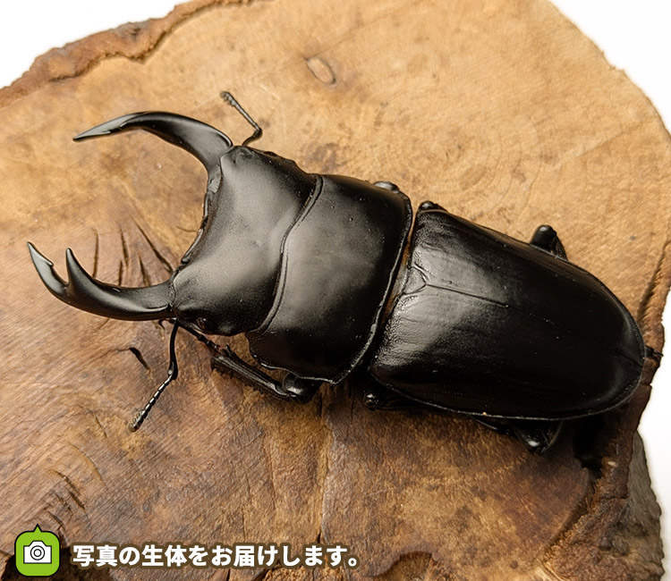 国産オオクワガタ　山形県小国町産　販売　通販　専門店　購入