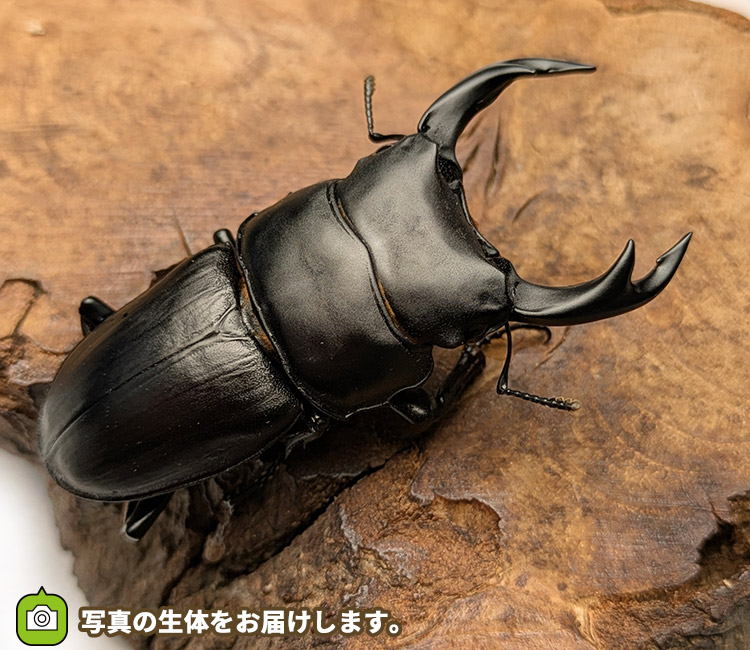 国産オオクワガタ　山形県小国町産　販売　通販　専門店　購入