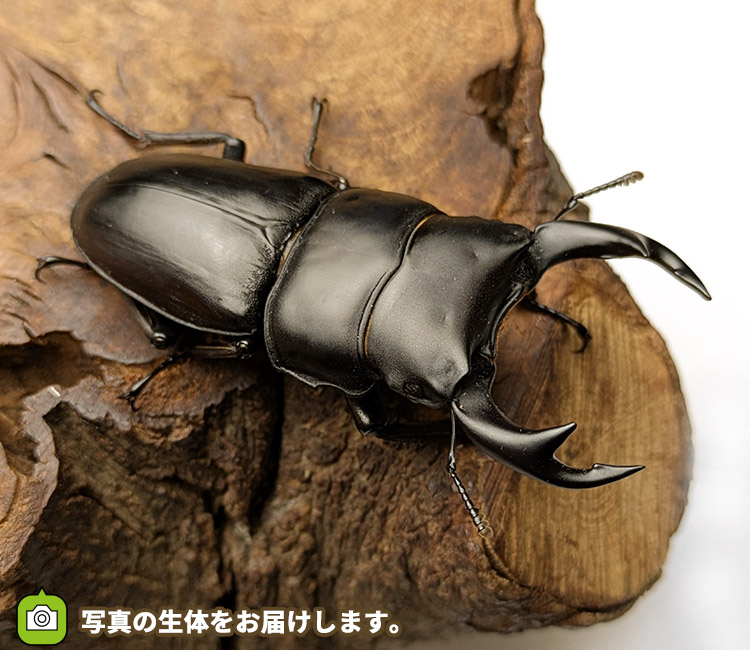 国産オオクワガタ　山形県小国町産　販売　通販　専門店　購入