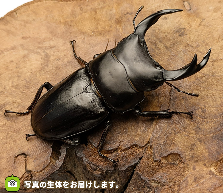 国産オオクワガタ　山形県小国町産　販売　通販　専門店　購入