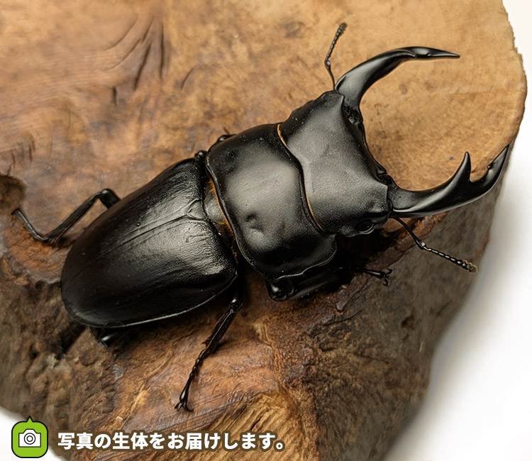 国産オオクワガタ　山形県小国町産　販売　通販　専門店　購入
