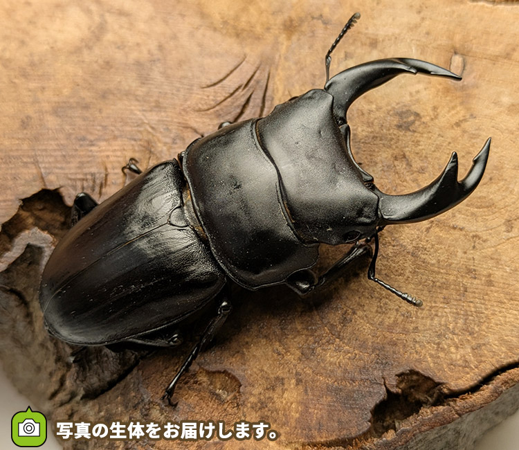 国産オオクワガタ　山形県小国町産　販売　通販　専門店　購入