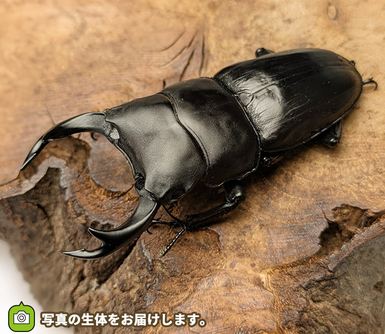 国産オオクワガタ　山形県小国町産　販売　通販　専門店　購入