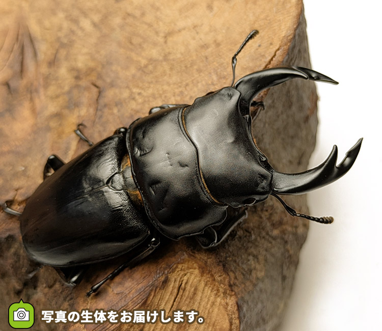国産オオクワガタ　山形県小国町産　販売　通販　専門店　購入